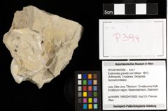 Foto (Objekt + Etiketten) von Eodromites grandis (von Meyer, 1857) 